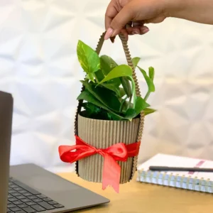 Money-Plant-with-Bag-Style-gift